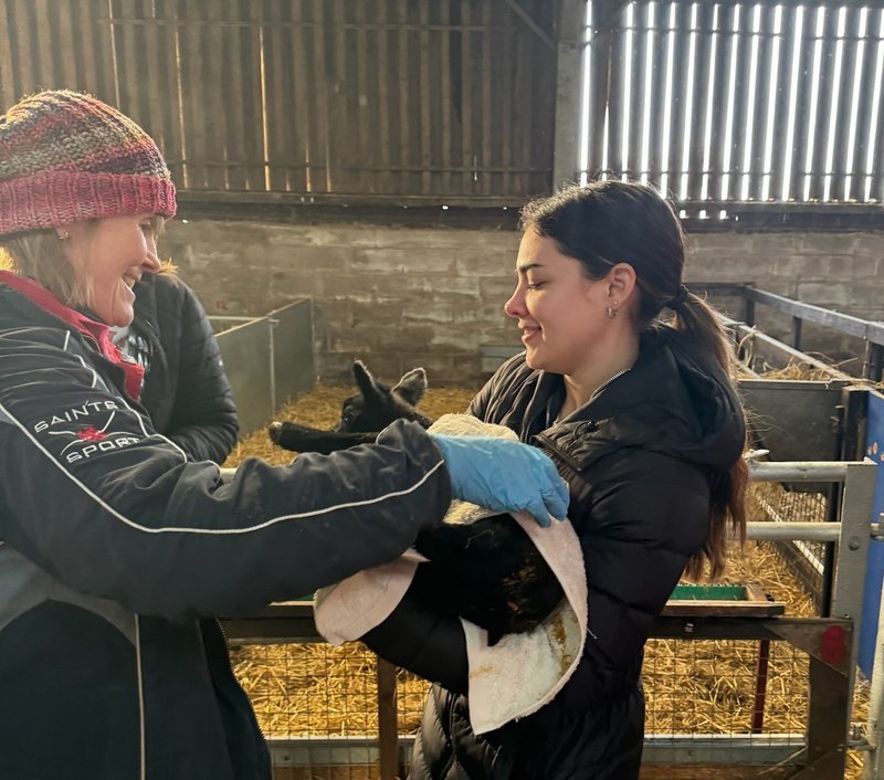 Person holding a calf inside a barn.