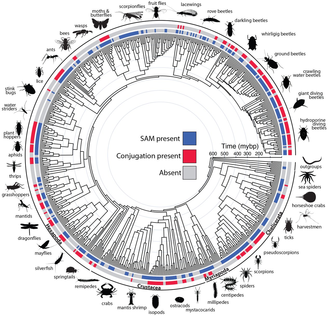 Evolutionary timeline showing how sperm conjugation and sperm-associated material.
