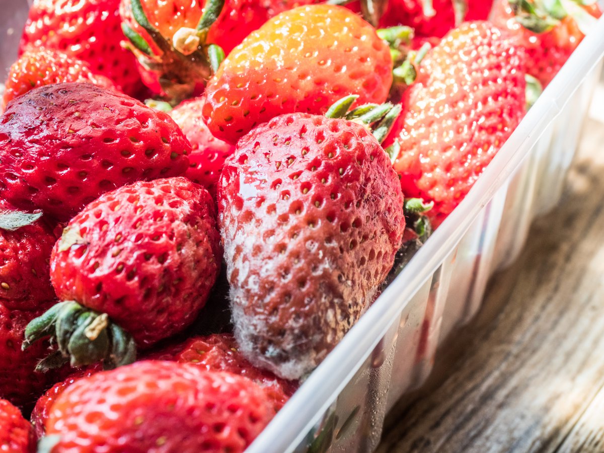 Mold on strawberries.