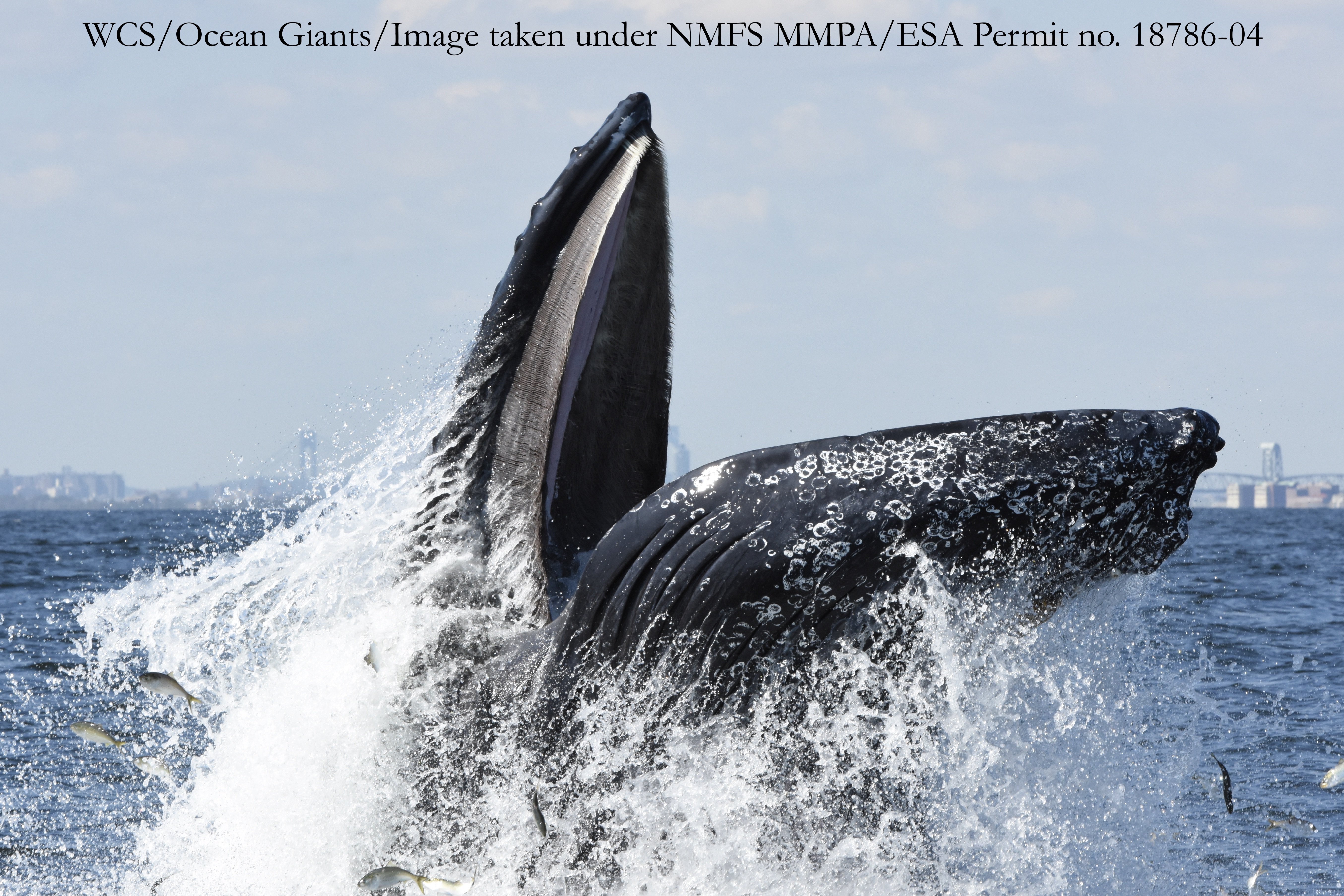 Humpback Whale Feeding off New York