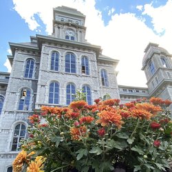 Orange mums with Hall of Languages in the background.