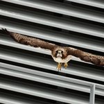 Hawk soaring through the air.