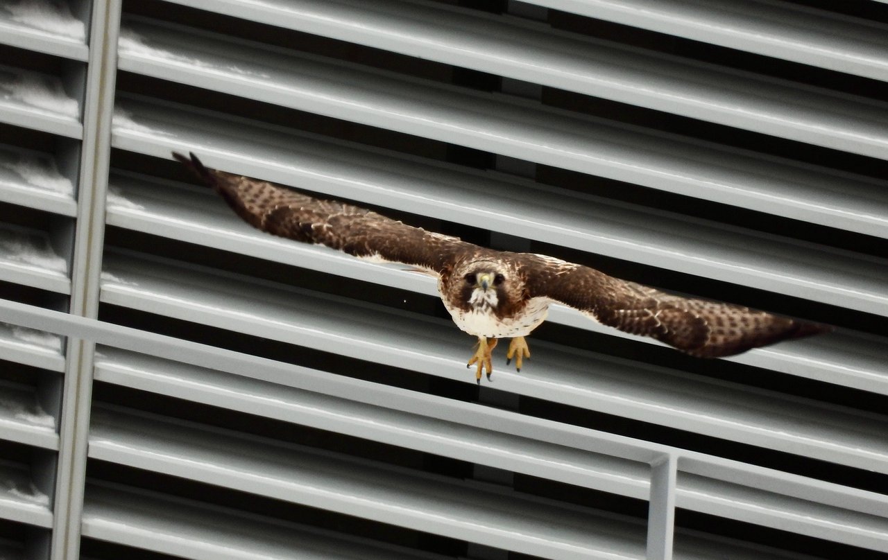 Hawk soaring through the air.