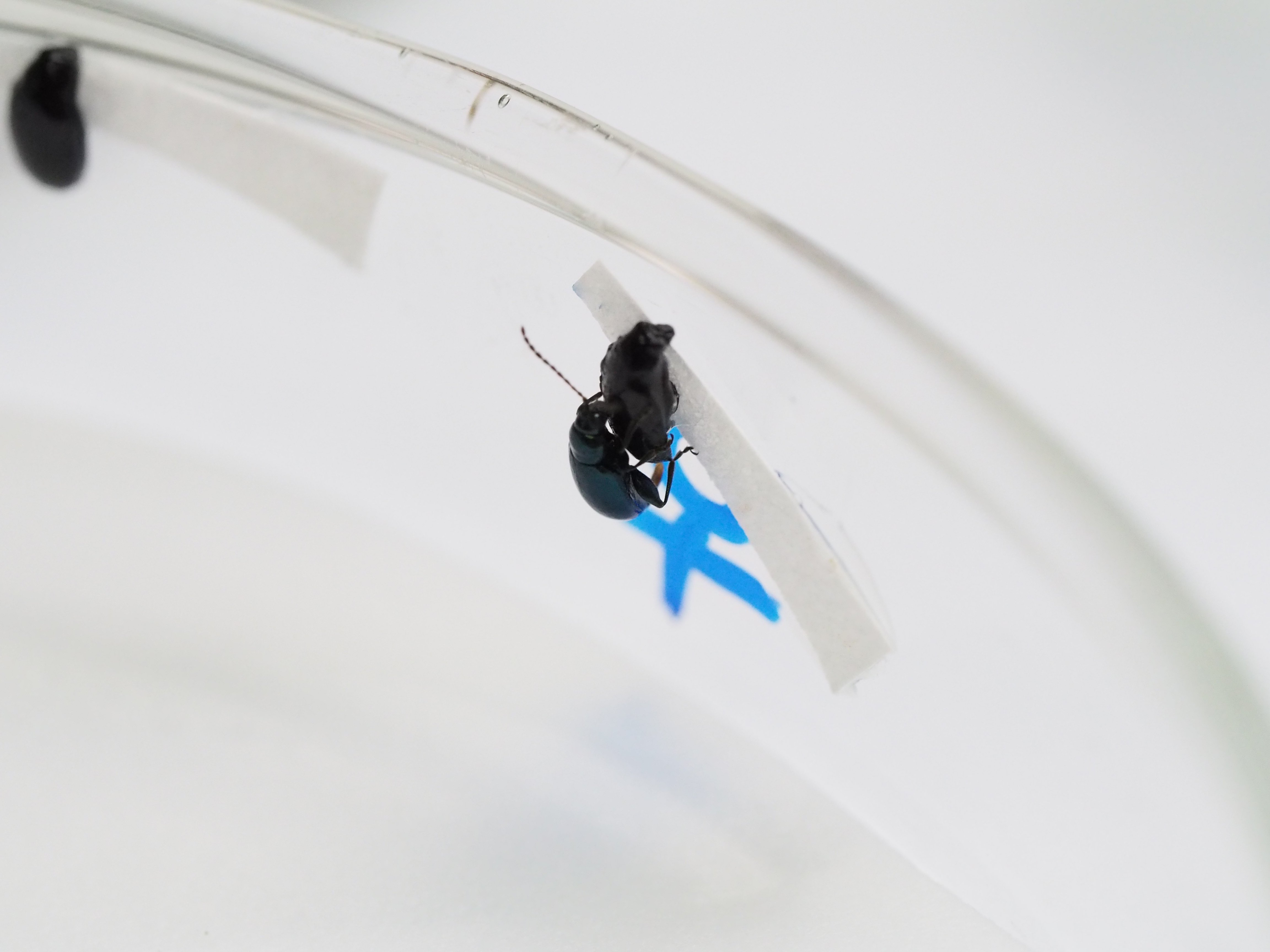 Male Beetle Mating with 3D-printed beetle