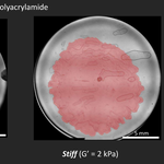 Two images side by side that depicts Serratia marcescens biofilms grown on soft and stiff polyacrylamide (PAA)