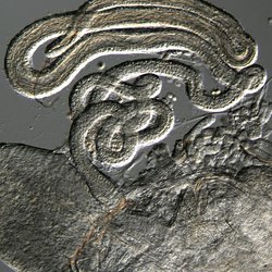 spermatozoa of Drosophila melanogaster within a female's specialized sperm-storage organ, where they await the opportunity to fertilize ova.