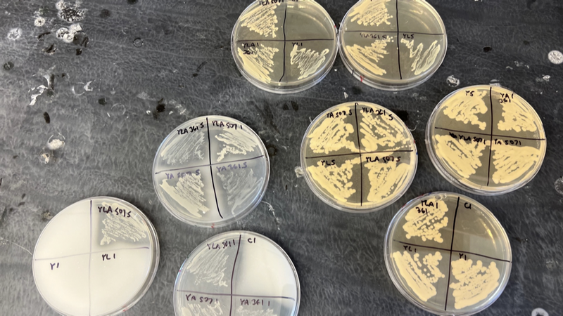 Plates testing for presence or absence of microbes grown in synthetic sourdough communities.