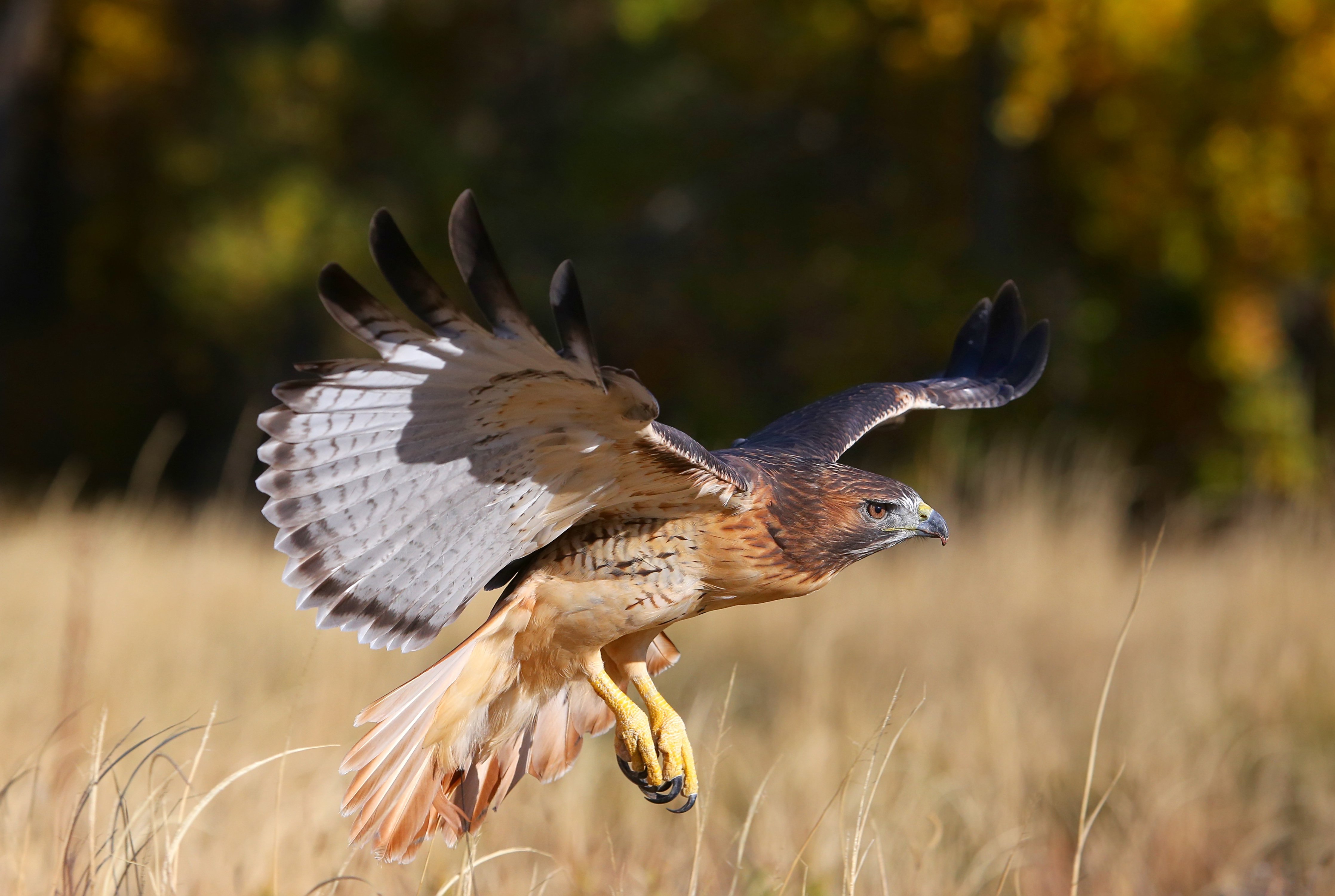 red tailed hawk flying