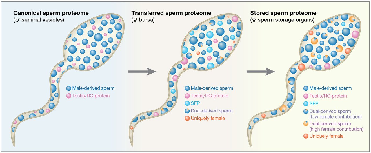Graphic showing sperm move through the female reproductive tract and into long-term storage.