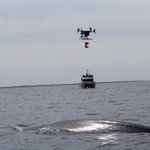 sei whale surfacing with boat and drone in the background.
