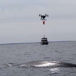 sei whale surfacing with boat and drone in the background.