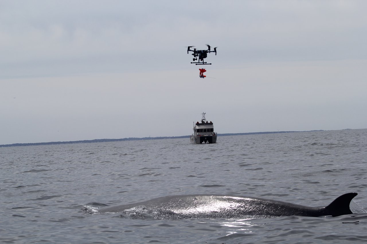 sei whale surfacing with boat and drone in the background.