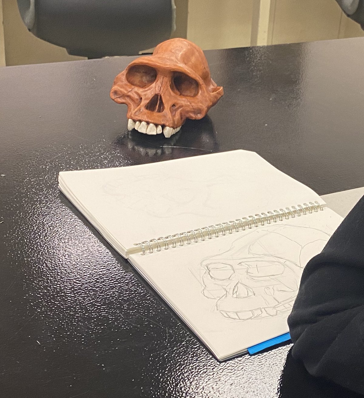 Sketch of a skull of Australopithecus afarensis