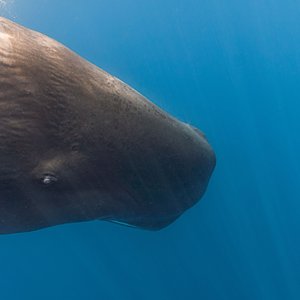 Sperm whale swimming in the ocean.