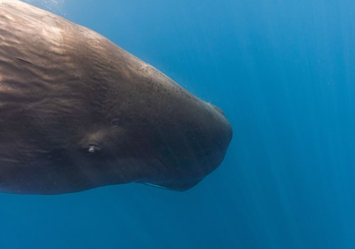 Sperm Whale swimming in the ocean.