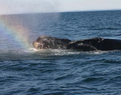 North Atlantic Right Whale