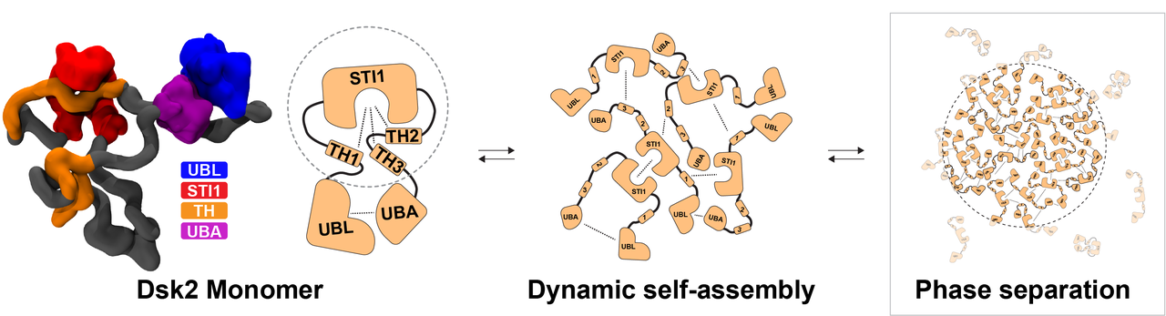 A three-panel schematic showing the Dsk2 protein progressing from a single monomer, to a dynamic self-assembled oligomeric network, to a liquid-liquid phase-separated condensate, with double-headed arrows indicating reversible transitions.
