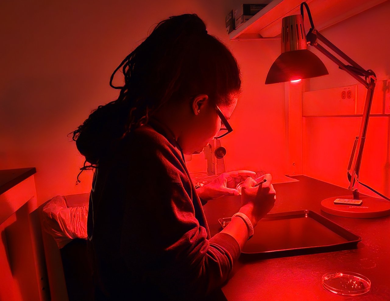 Person sitting in a lab room lit with red light inspecting a sample.