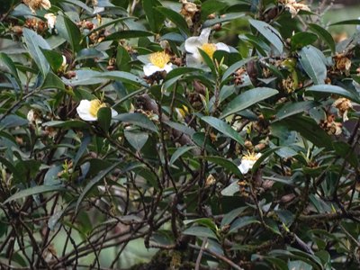 Flowering tea tree, Lloyd Botanical Garden, Darjeeling, 2016 ©​Romita Ray