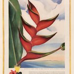 Dole pineapple company advertisement featuring a painting of a flower by Georgia O'Keefe.