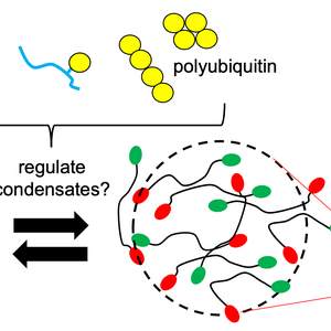 Graphic representing how assembly and disassembly of UBQLN2 condensates can be regulated by protein quality control components such as polyubiquitin chains of different sizes and topologies.