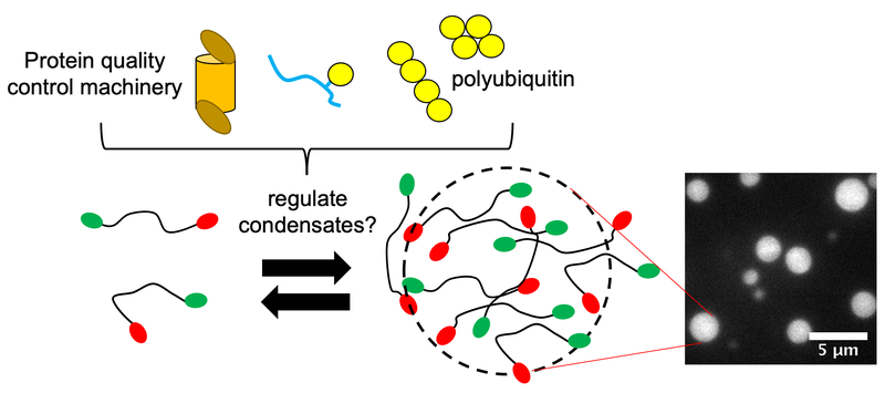 UBQLN2_condensate_regulation