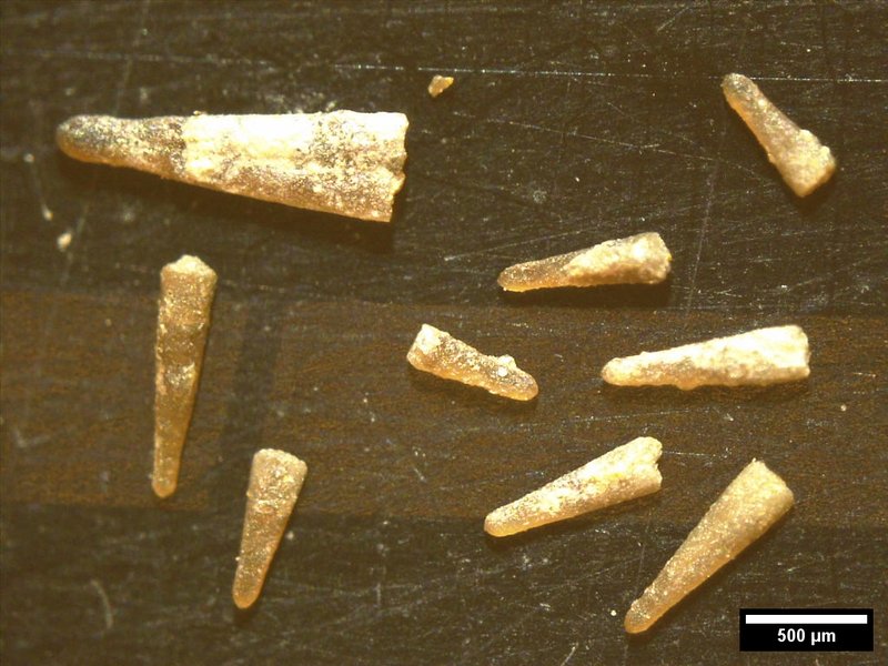 Various sized Devonian-aged dacryoconarid microfossils.
