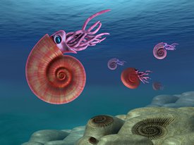 Known for their coiled shells made up of multiple chambers, free-swimming ammonites were common during the Cretaceous and Devonian periods. 