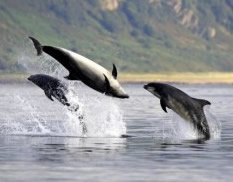 Scotland's Moray Firth is home to a large population of bottlenose dolphins.