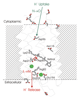 braiman_figure1.gif