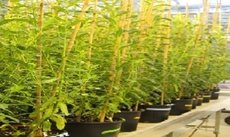 potted plants in a greenhouse