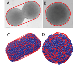 Experimental and simulation data from Manning's experiment, in which two "droplets" of tissue join together, in a fluid-like manner, to form a single tissue.