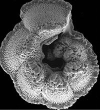 A planktonic "foraminifera" from Tanzania. Photo courtesy of Ellen Thomas (Yale University) and Paul Pearson (Cardiff University). 