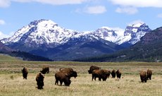 grazing bison