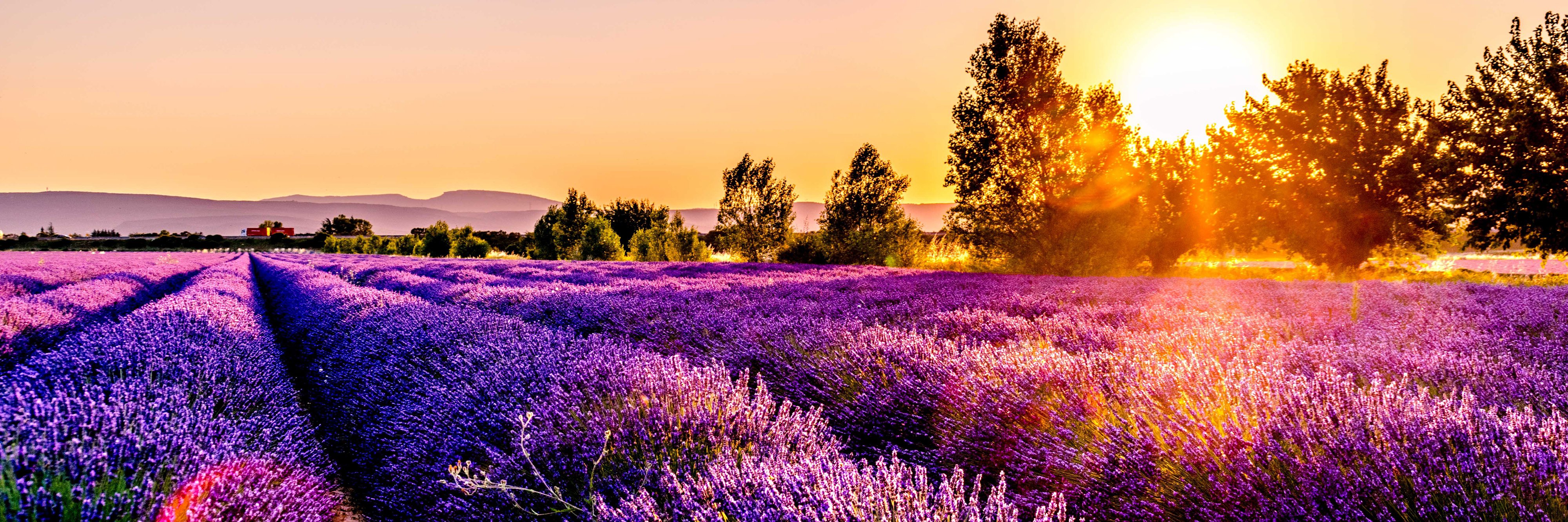 Sunset over a lavender field in Drôme, France