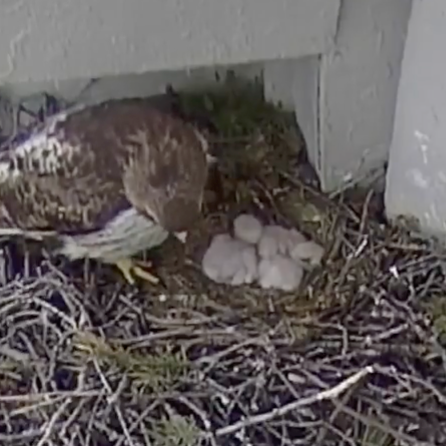 Hawk in nest with hatchlings