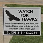 Sign reminding people to be alert for the juvenile hawks.