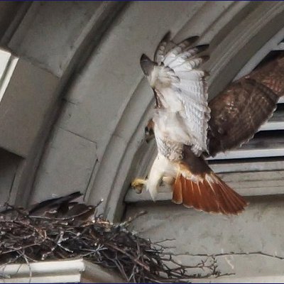hawk landing at nest