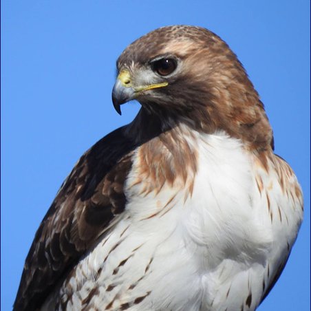 close-up of a female hawk