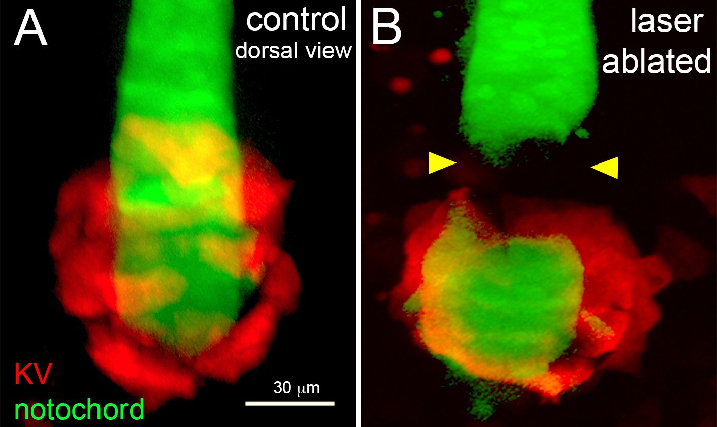 notochord ablation figure 1