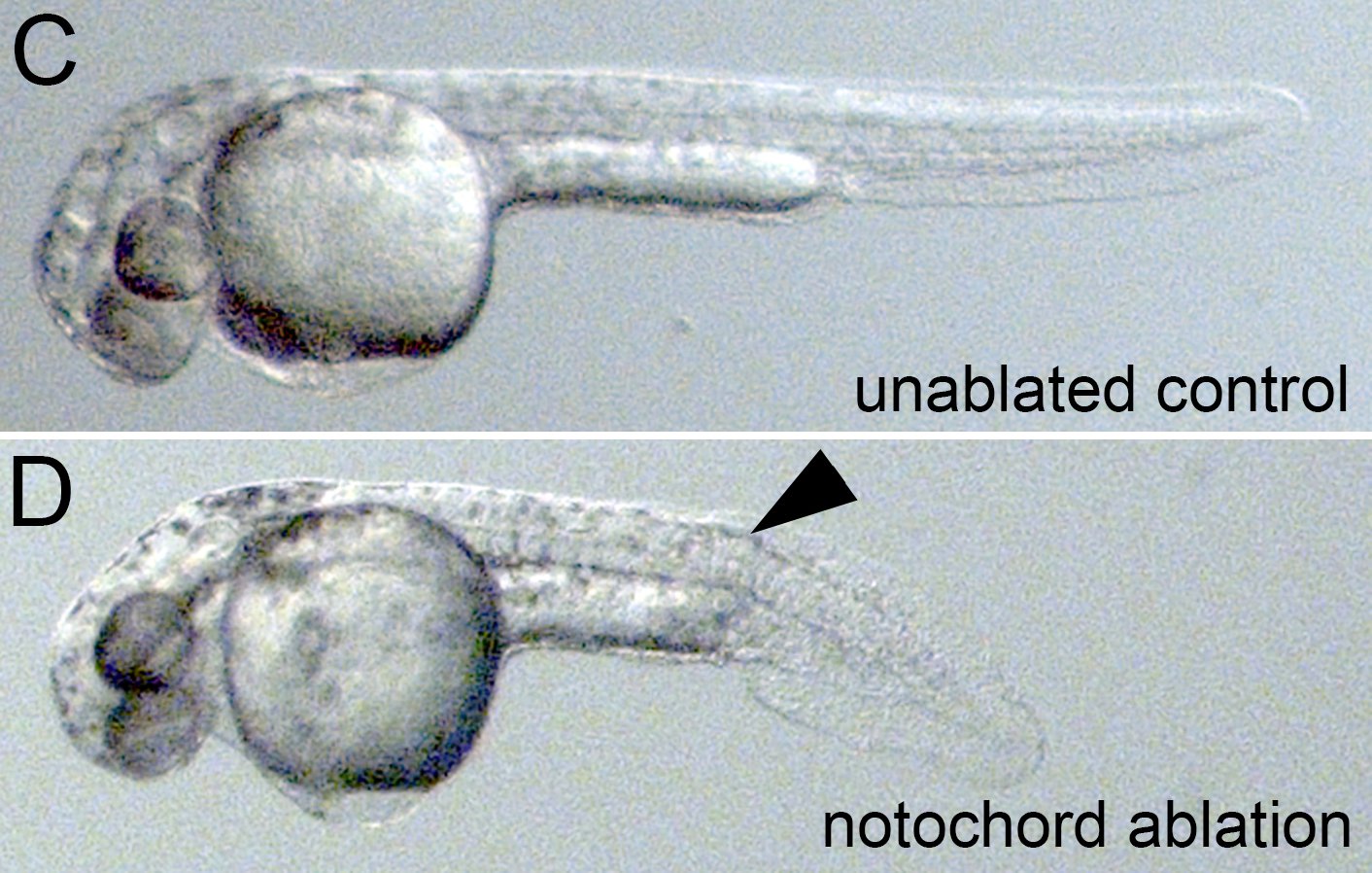 notochord ablation figure 2