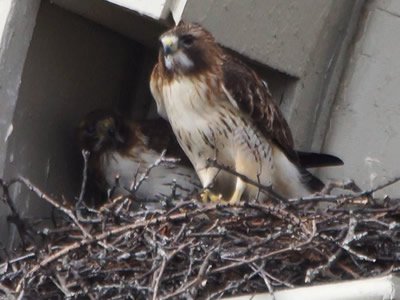 Otto and SU-Sue in the 2017 nest, outside Lyman Hall. (Photo by Tom Durr)