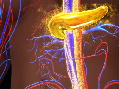A 3D illustration of the pancreas secreting insulin (sciencepics/Shutterstock.com)