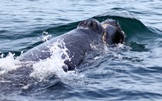 whale breaching