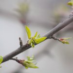 Branch with budding leaves.