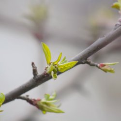 Branch with budding leaves.