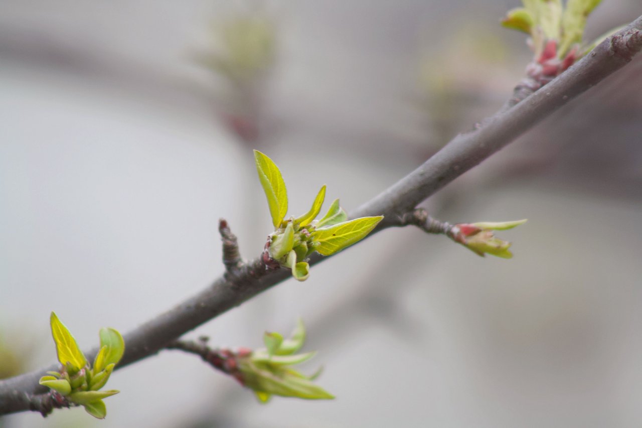 Branch with budding leaves.