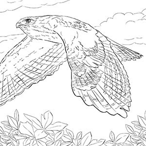 line drawing of a hawk in flight with wings on the down stroke