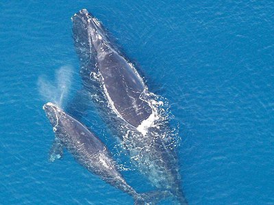 North Atlantic Right Whale mother and calf (Photo courtesy of Wikimedia Commons/NOAA)