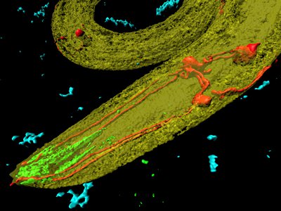 "C. elegans" is a free-living, transparent roundworm, approximately one millimeter long. Here, bacteria (in blue) surround the worm's neurons (red) and digestive tract (green). (Photo courtesy of Heiti Paves / Shutterstock Inc.)